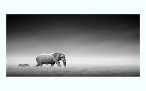 Elephant and Zebra Art Print from 55MAX