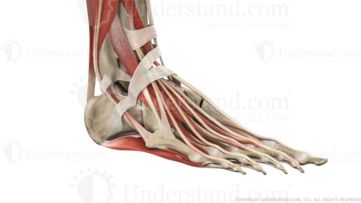 Foot and Ankle Bone, Ligaments, Muscles Image – Understand.com