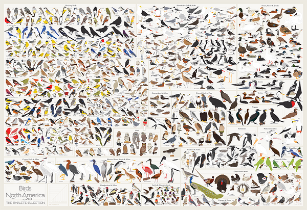all birds chart