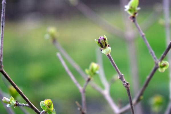 Lilac buds in early spring