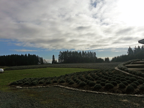 Lavender fields in winter