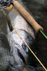 Skykomish River King Salmon
