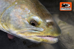 Skykomish River Bull Trout