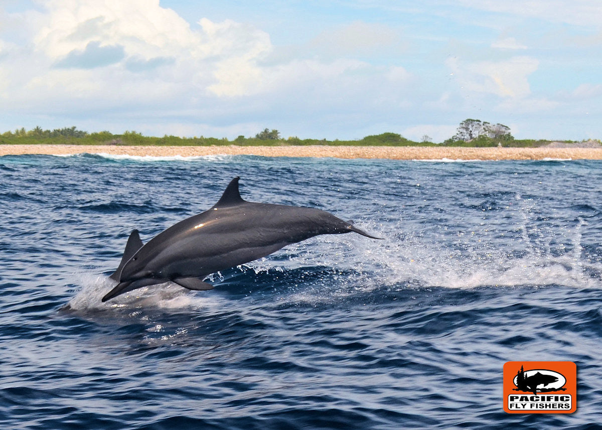 Christmas Island Dolphin Escorts