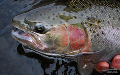 Summer Steelhead Headshot