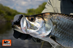 Campeche, Mexico Tarpon