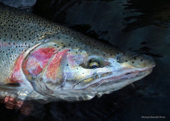 Skykomish River Steelhead Fly Fishing