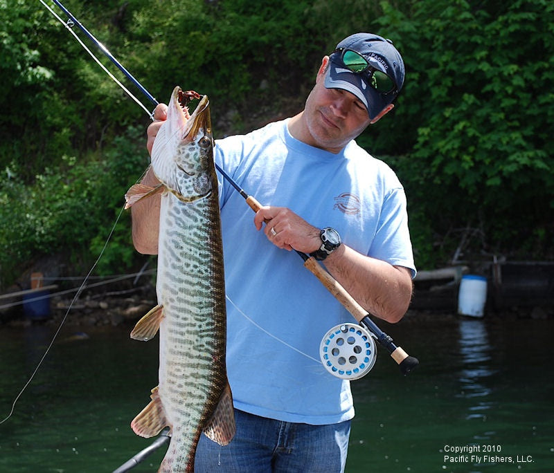 Tiger Muskie!  Pacific Fly Fishers