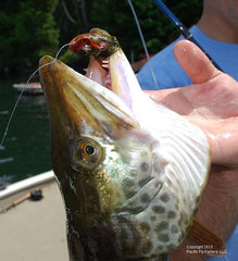 Mayfield Lake Tiger Muskie Close-up