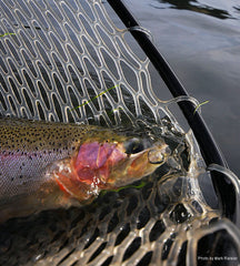 Missouri Bow in the Net