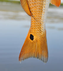 Redfish Tail Spot