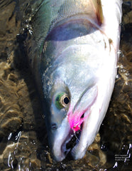 Pink Salmon are such a blast on flies and light rods.  This fish was taken on a light 6-weight Spey rod while swinging flies just like you would for steelhead.