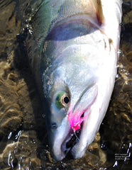 Skagit River Pink Salmon 2