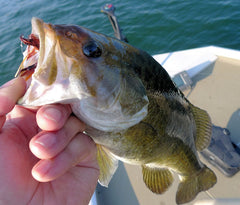 This Banks Lake smallmouth ate the Meat Whistle fished on a 6wt rod and full sinking line.  The flat bay where this fish was taken was about eight feet deep with lots of rocks on the bottom.  It appeared to be an important (and wind-protected) bay for the fish to spawn in and they were staged and just about ready to go.  Didn't see very many spawning beds yet.  Probably will start spawning in the next week or two, I would assume.