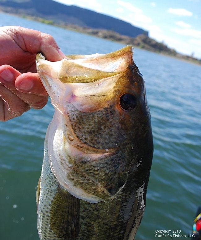 Banks Lake Smallmouth and More