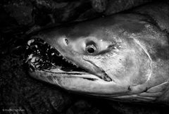 Chum Salmon Teeth