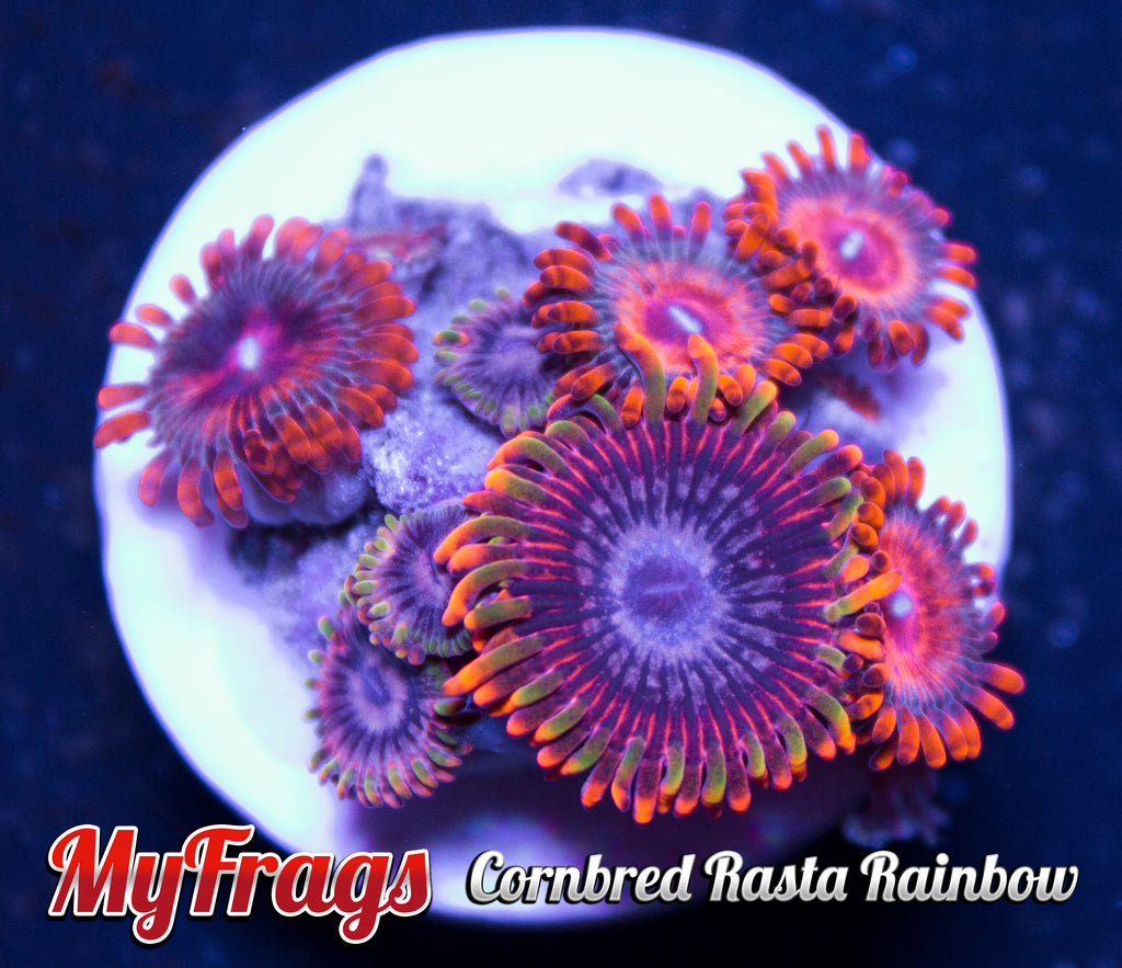 myfrags-cornbred-rasta-rainbow-paly-polyps_1024x1024.jpg