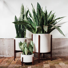 Snake Plants for your home