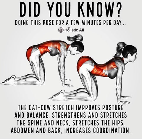 Cat/Cow Pose for A Healthy Spine in Yoga