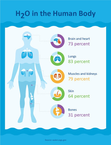 how much water in the human body?