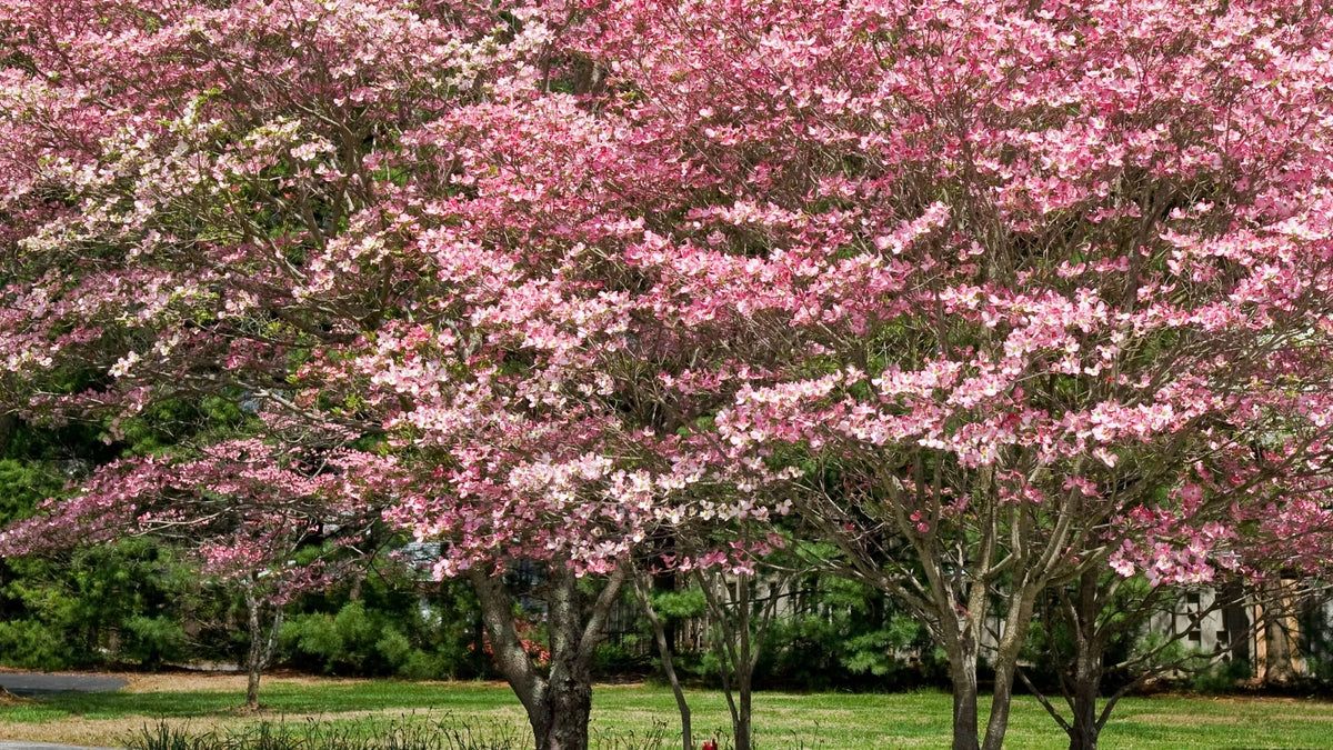 do dogwood trees have deep roots