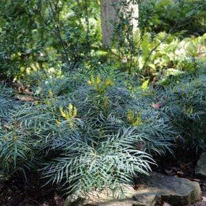 The Rainforest Garden 8 Reasons To Plant Groundcovers