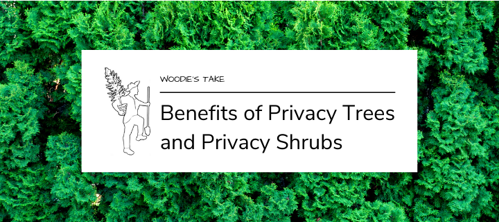 Benefits of Privacy Trees and Privacy Shrubs