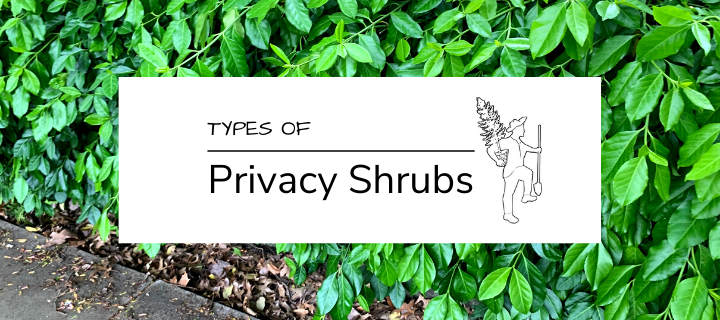 Types of Privacy Shrubs for Your Landscape