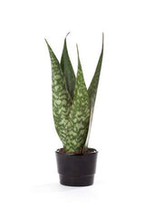 Potted Jiboia Snake Plant