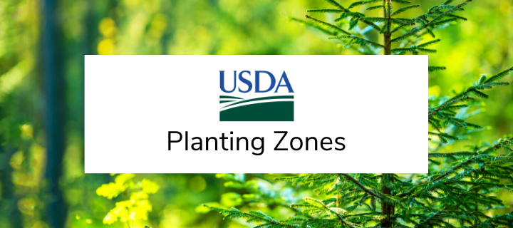 USDA Hardiness Planting Zones for Privacy Screens and Shrubs