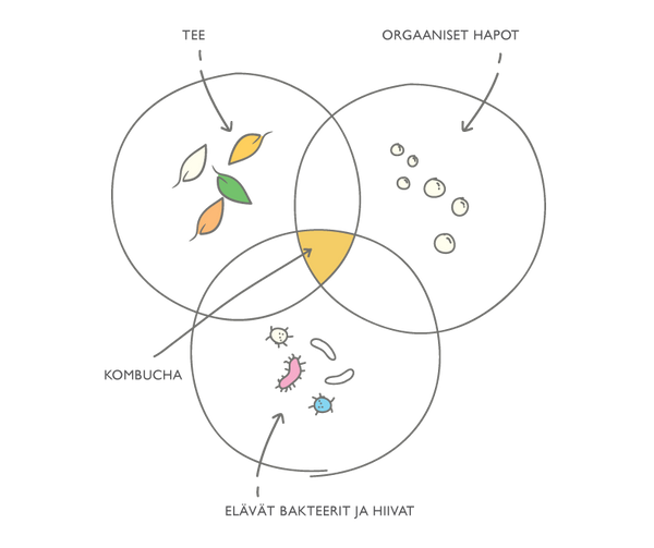 Kombuchan terveellisenä pidetyt elementit