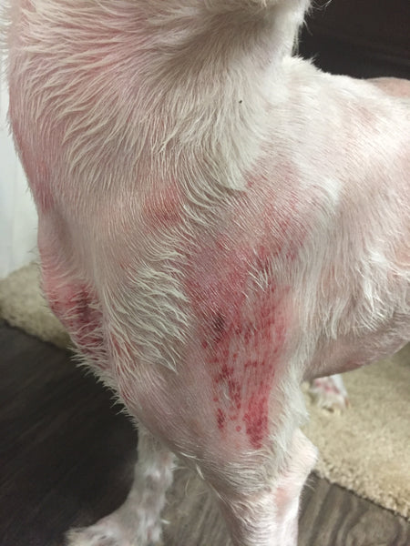 Healed Dogs Skin Rash With Coconut Oil And Lavender Essential Oil