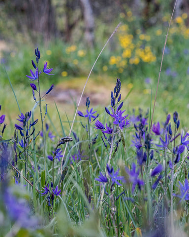 purple wildflowers