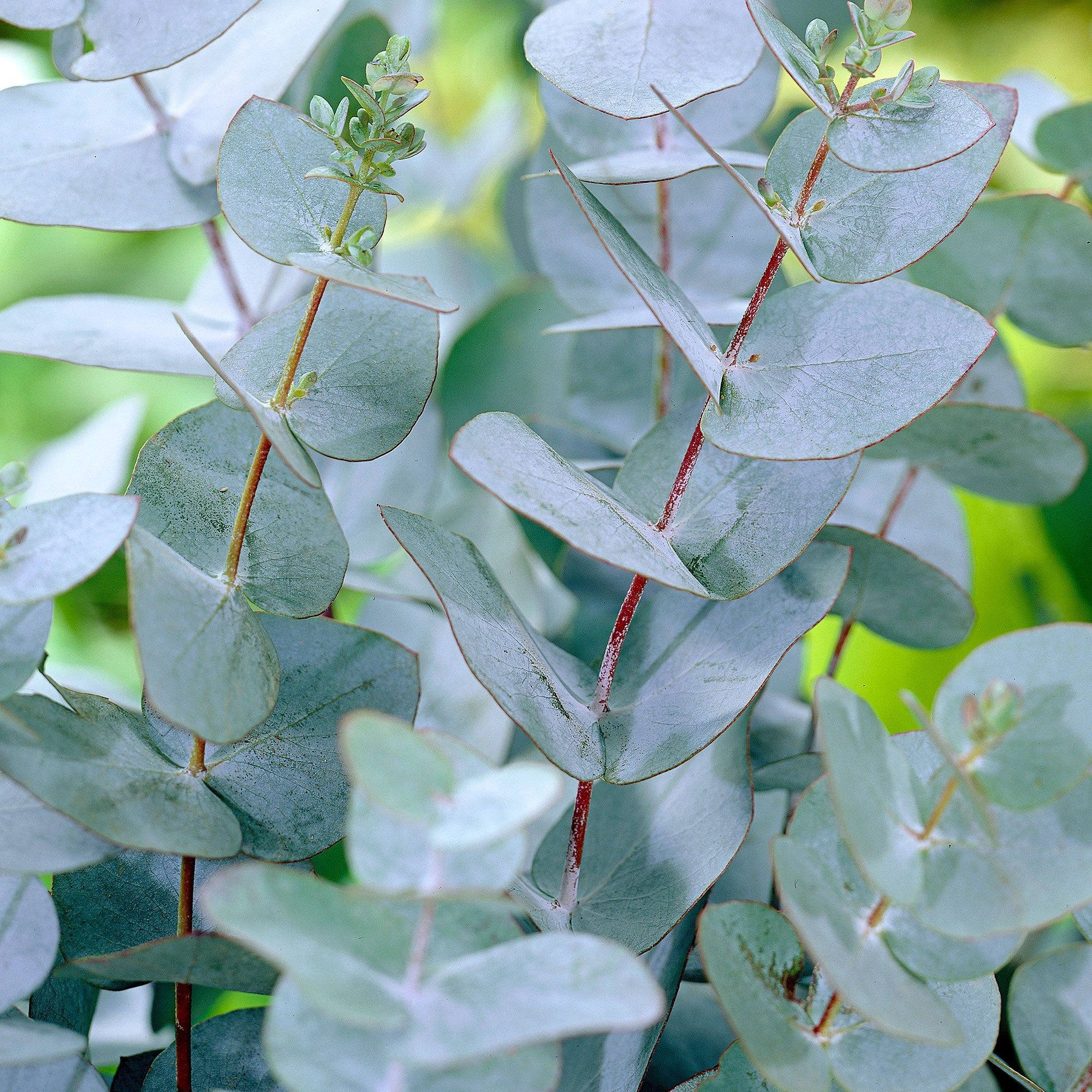 Eukalyptus globulus vertreibt Mücken 100 Samen 