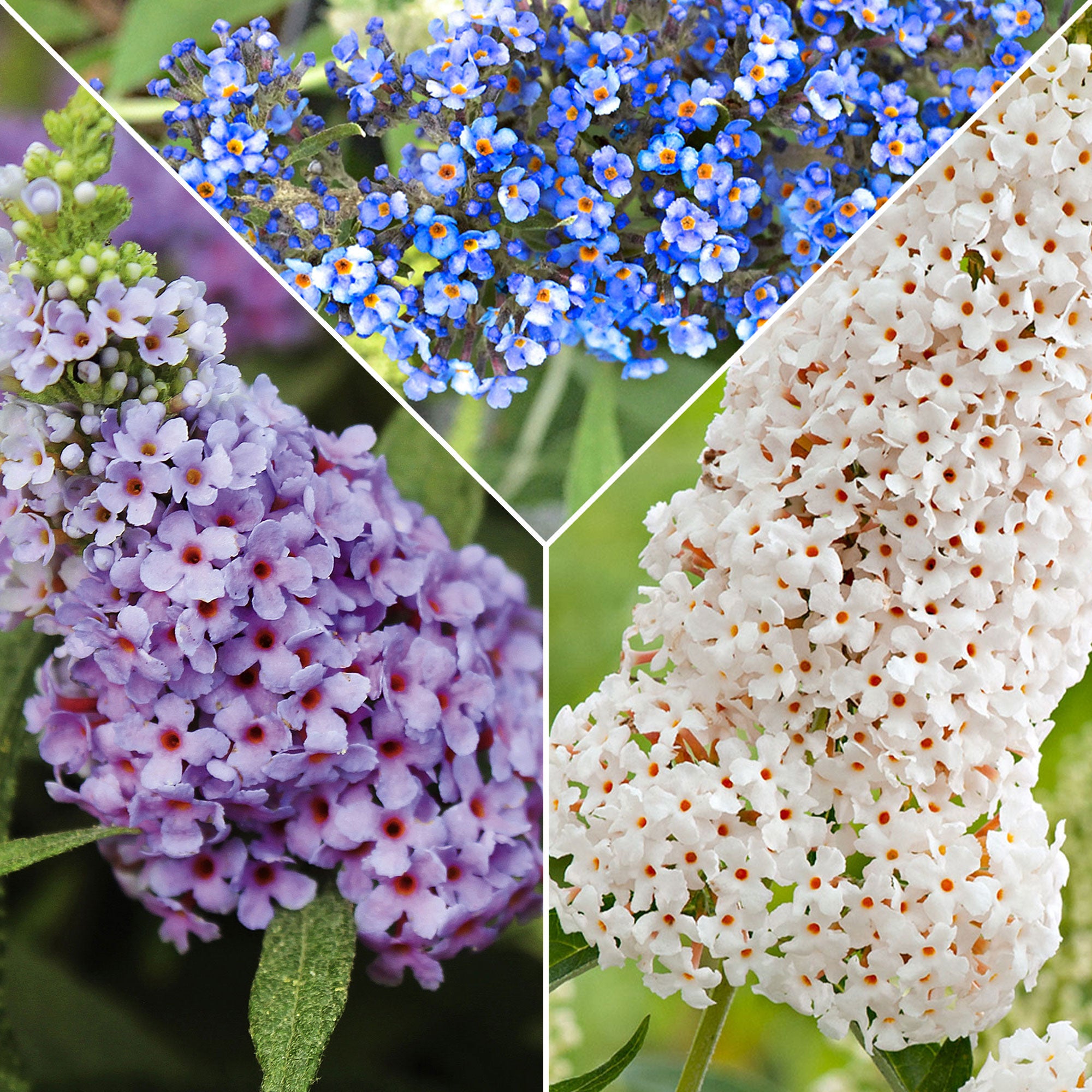 20x Schmetterlingsflieder Buddleja 'Lilac Turtle' + 'White Swan' + 'Blue  Sarah' blau lila weiβ 'Tricolor'   Winterhart