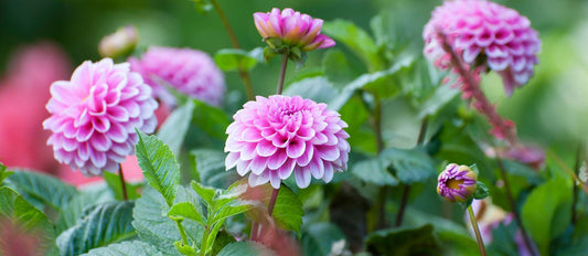 Planter et entretenir les dahlias