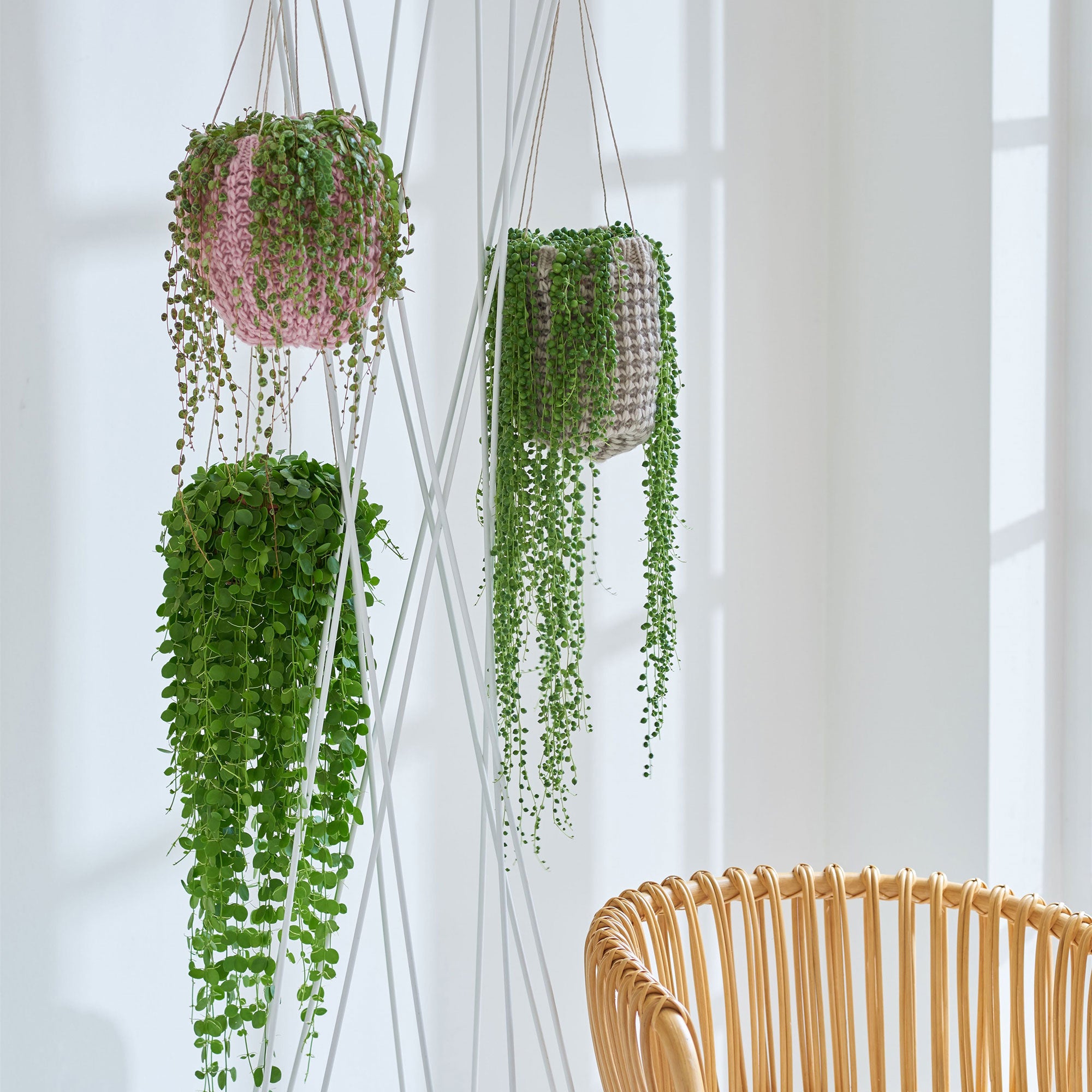 Collier de perles perles succulentes Indoor Plant dans panier suspendu Pot Jardin Maison
