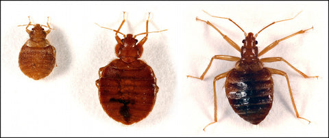 Identify Bed Bugs from Other Bugs