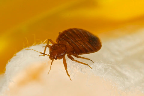 Bed Bug Resistance to Pesticides