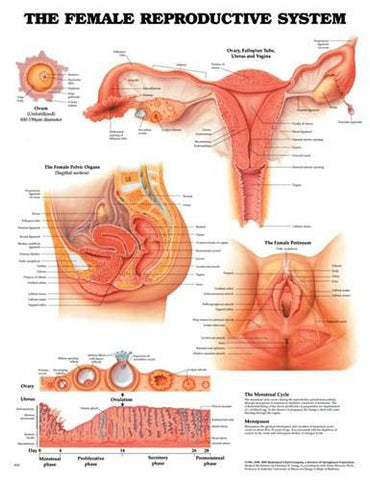 Picture of Female Reproductive Chart