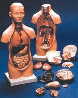 Picture of Human Mini Torso Model w/ Detachable Head