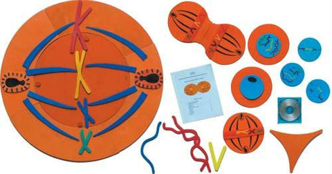 Picture of Mitosis Manipulatives Kit