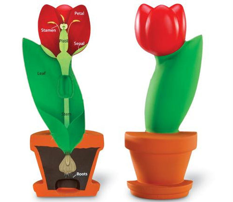 Picture of Cross-Section Flower Model