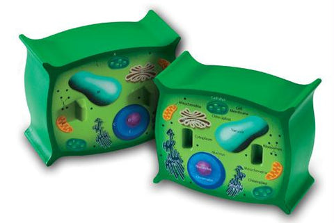 Picture of Cross-Section Plant Cell Model