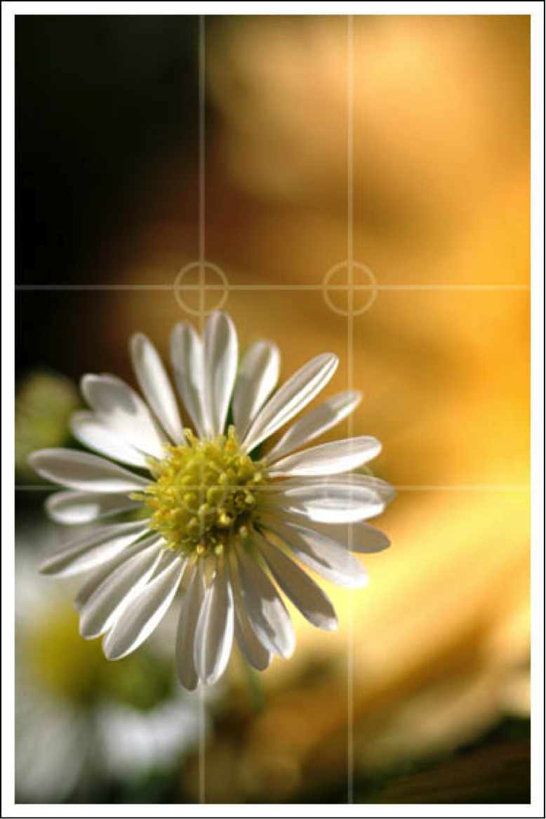 Digislider_Blog_Filming_Basics-rule-of-thirds-flower-picture