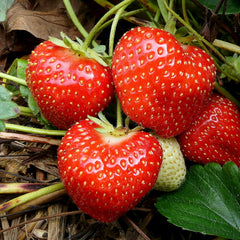 Organic strawberries and some thoughts on organic coffee
