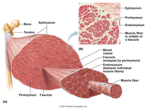 fascia