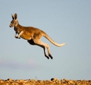 kangaroo