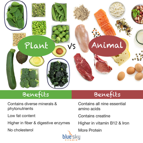 Animal vs Plant Protein Benefits Infographic