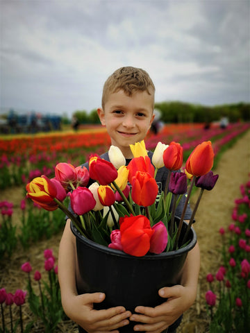 autocueillette de tulipes